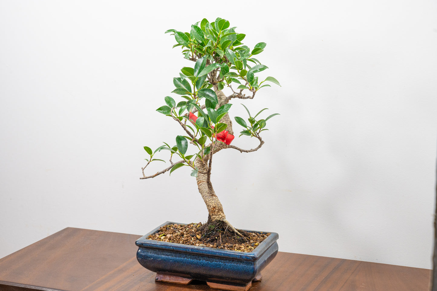 Banyan Fig Bonsai S Trunk - 18cm Blue Ceramic Pot + Care Kit
