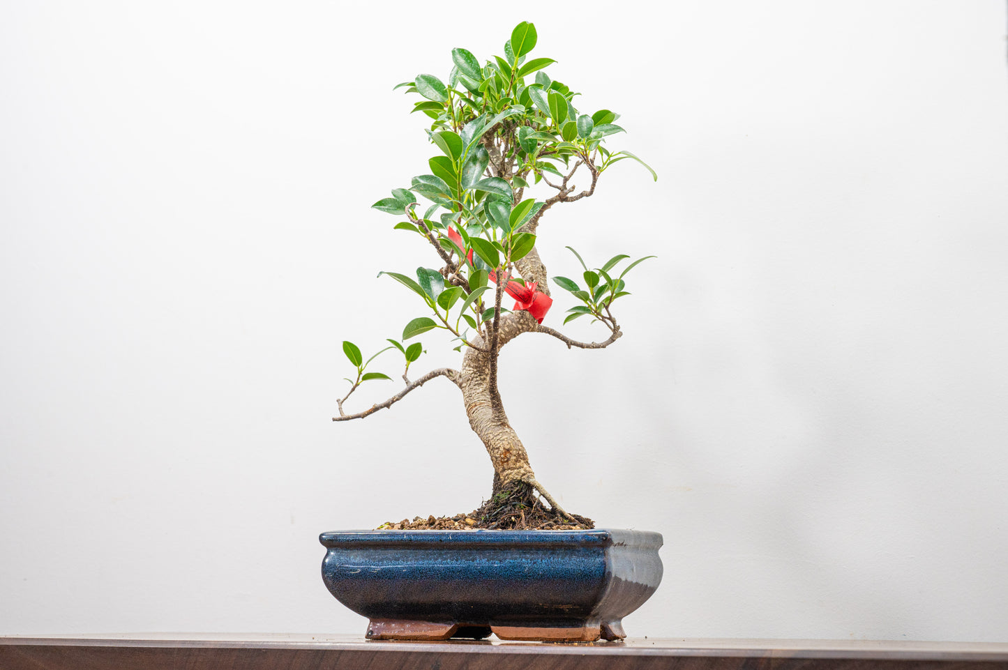 Banyan Fig Bonsai S Trunk - 18cm Blue Ceramic Pot + Care Kit