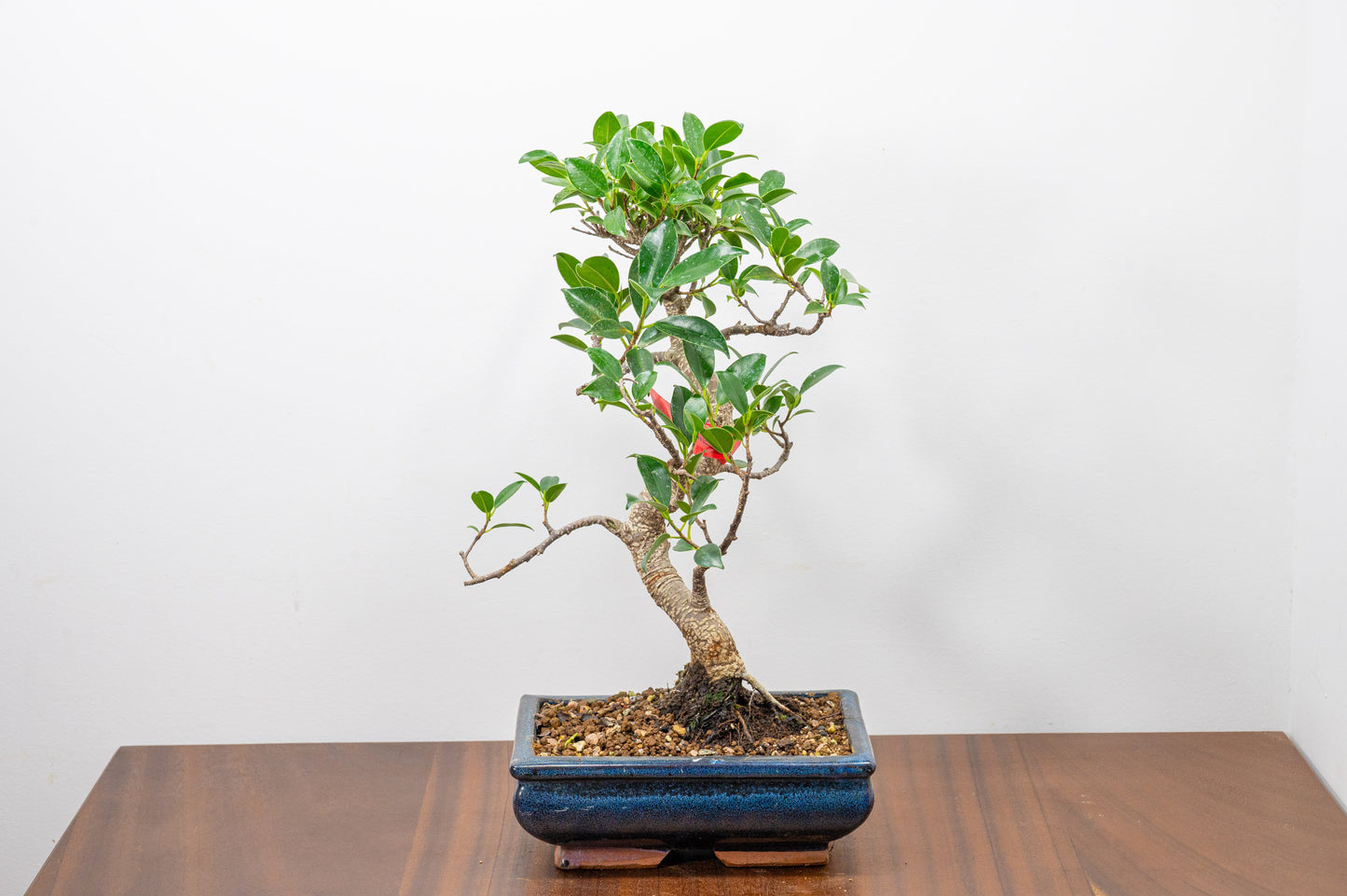 Banyan Fig Bonsai S Trunk - 18cm Blue Ceramic Pot + Care Kit