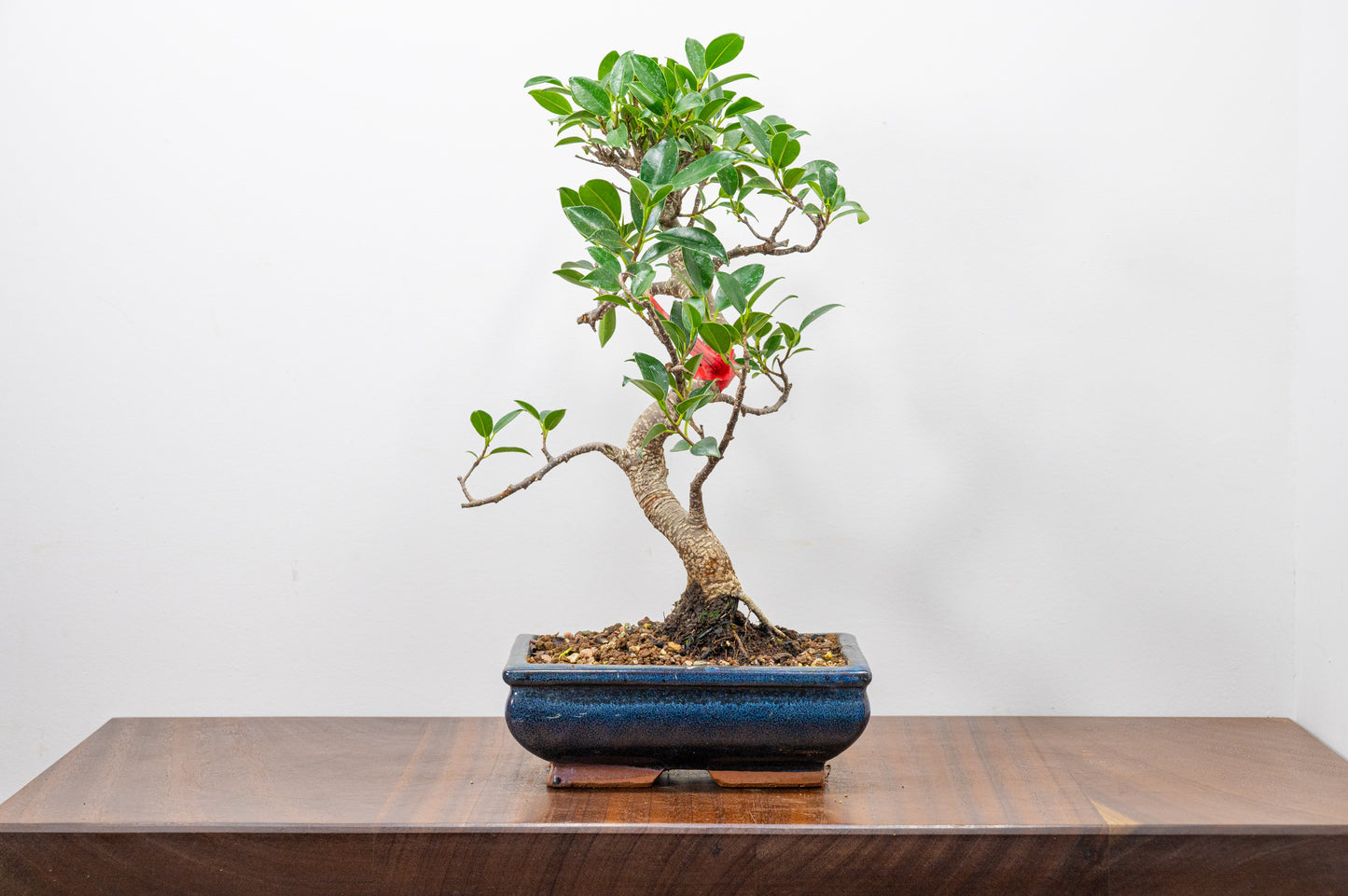 Banyan Fig Bonsai S Trunk - 18cm Blue Ceramic Pot + Care Kit