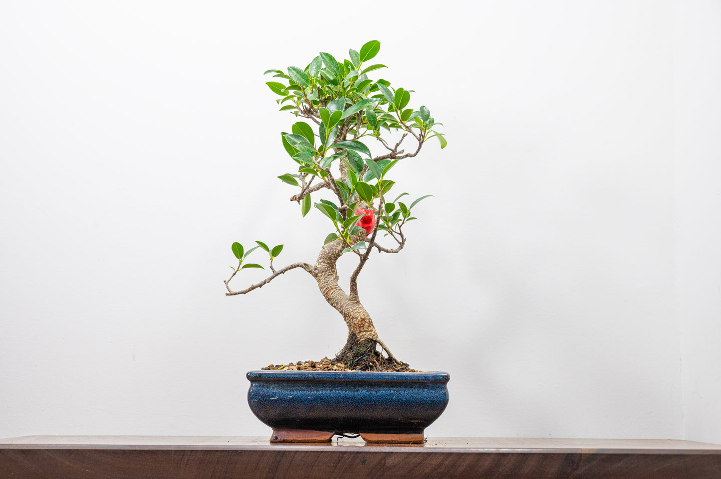Banyan Fig Bonsai S Trunk - 18cm Blue Ceramic Pot + Care Kit
