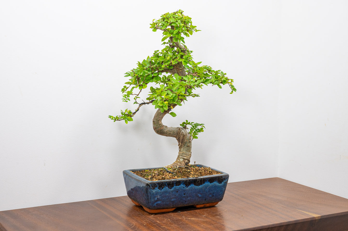 Chinese Elm Bonsai and Care Kit in 20cm Navy Ceramic Pot