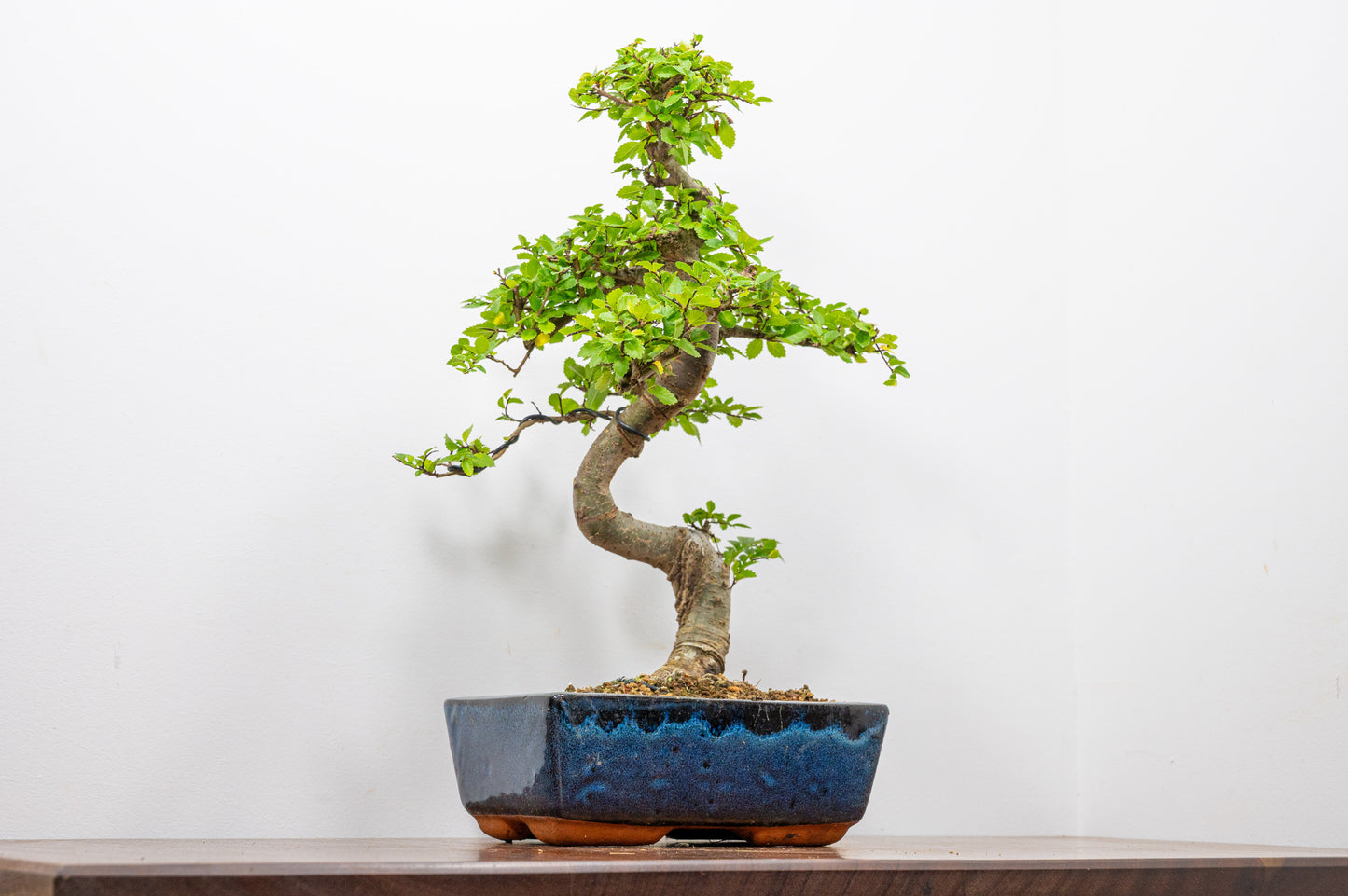 Chinese Elm Bonsai and Care Kit in 20cm Navy Ceramic Pot
