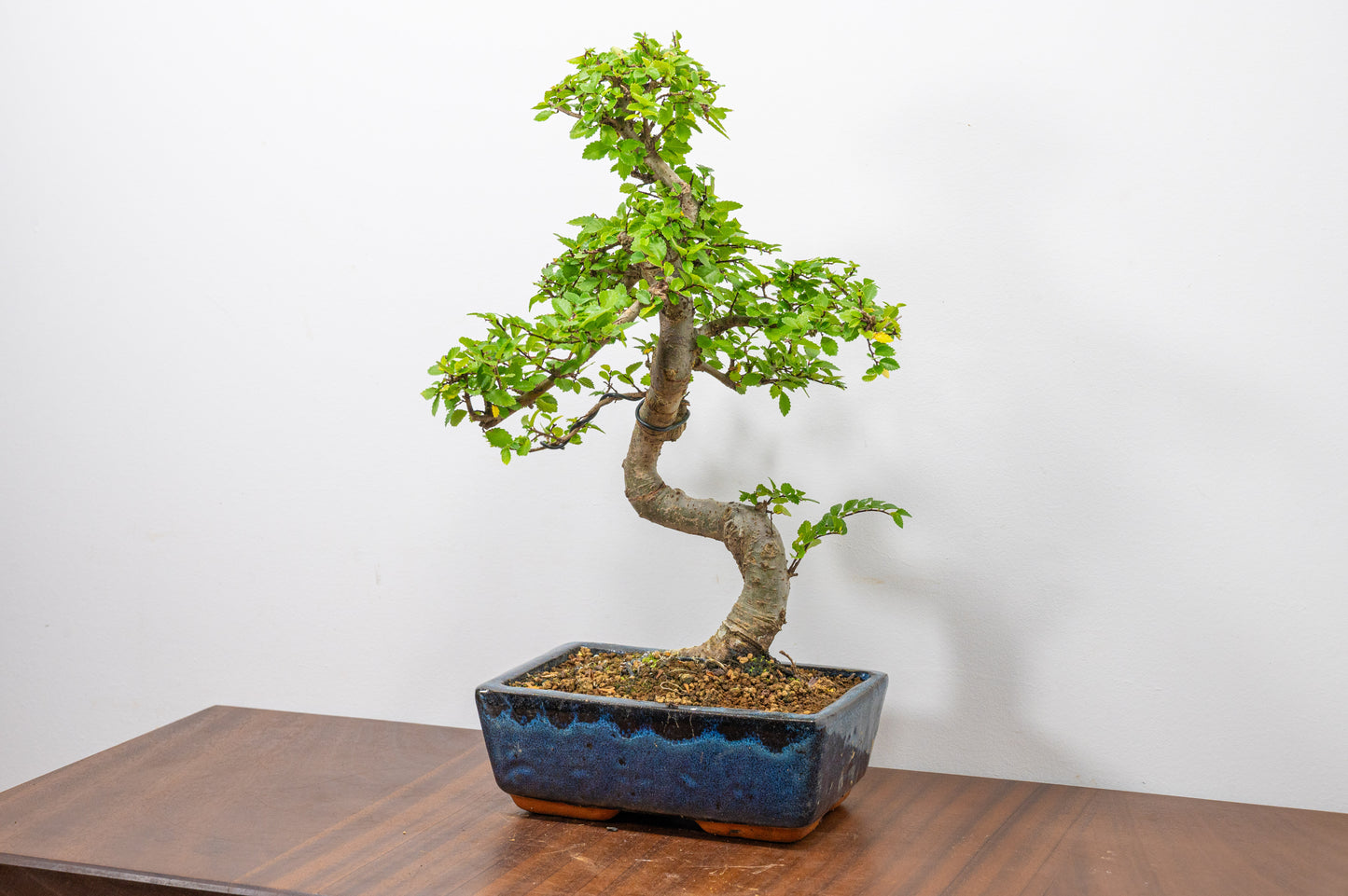 Chinese Elm Bonsai and Care Kit in 20cm Navy Ceramic Pot