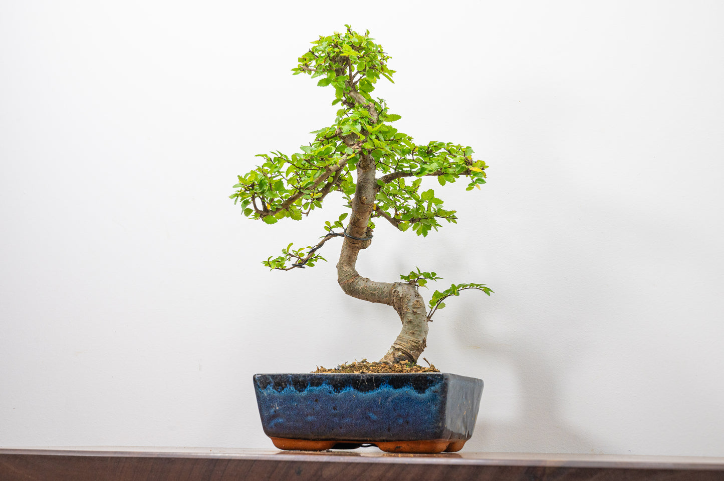 Chinese Elm Bonsai and Care Kit in 20cm Navy Ceramic Pot
