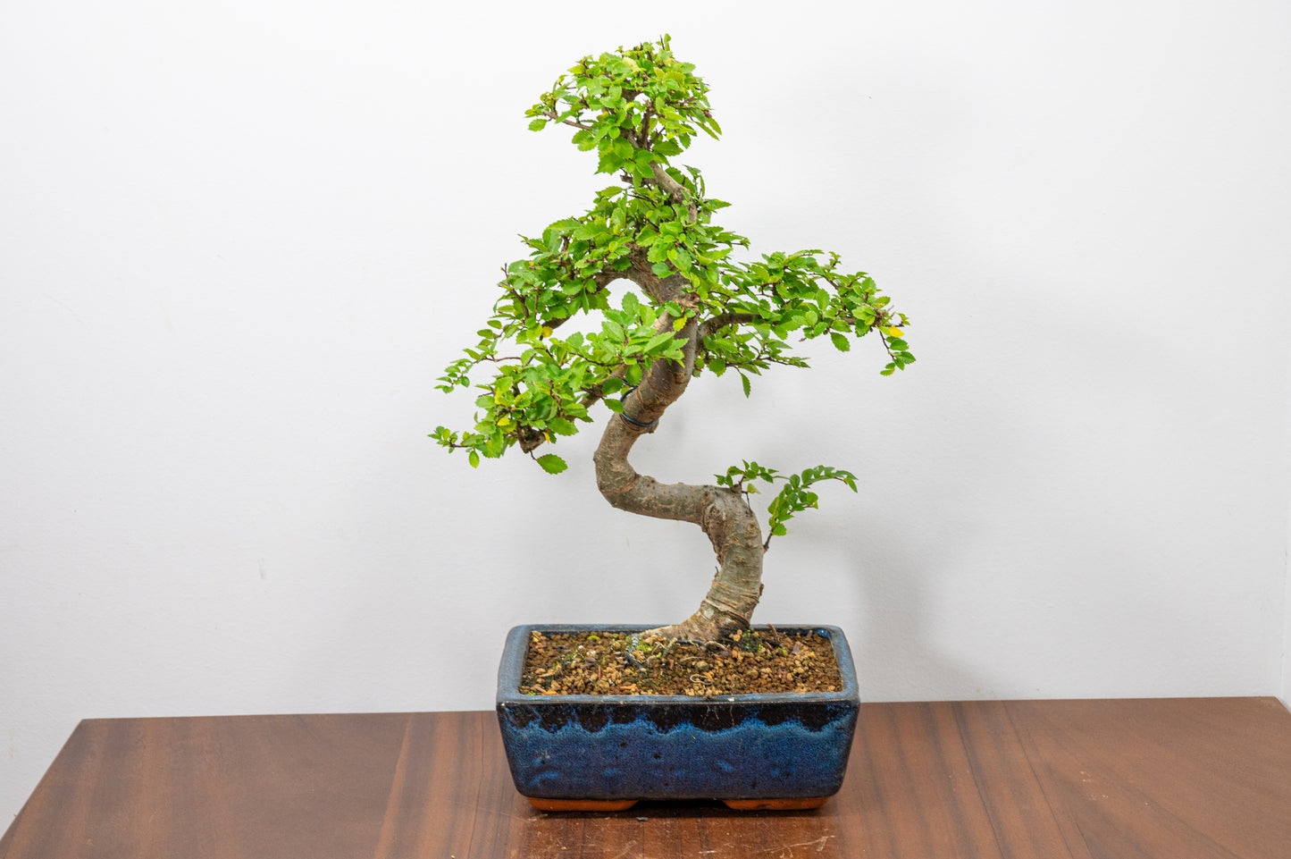 Chinese Elm Bonsai and Care Kit in 20cm Navy Ceramic Pot