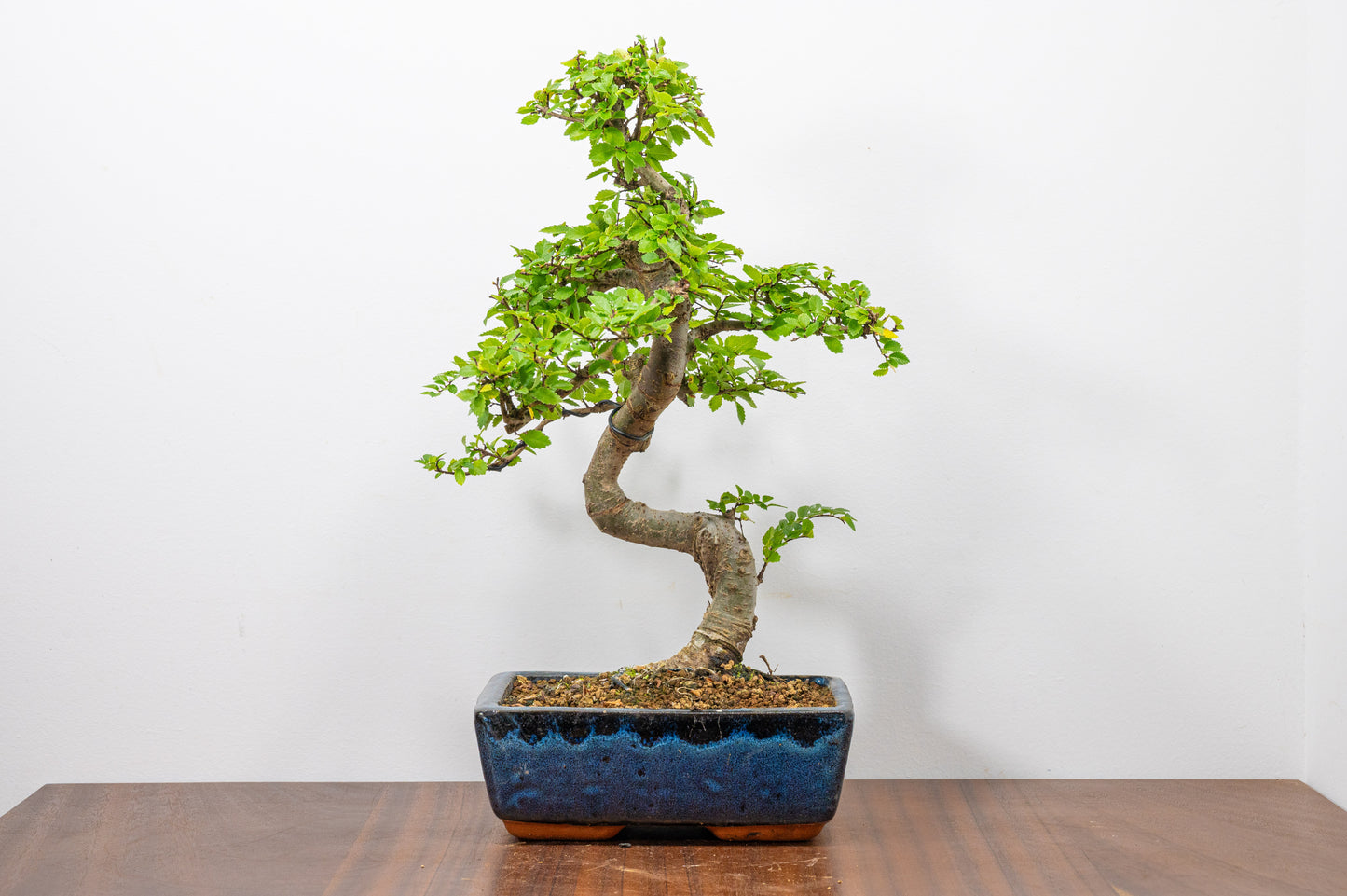 Chinese Elm Bonsai and Care Kit in 20cm Navy Ceramic Pot