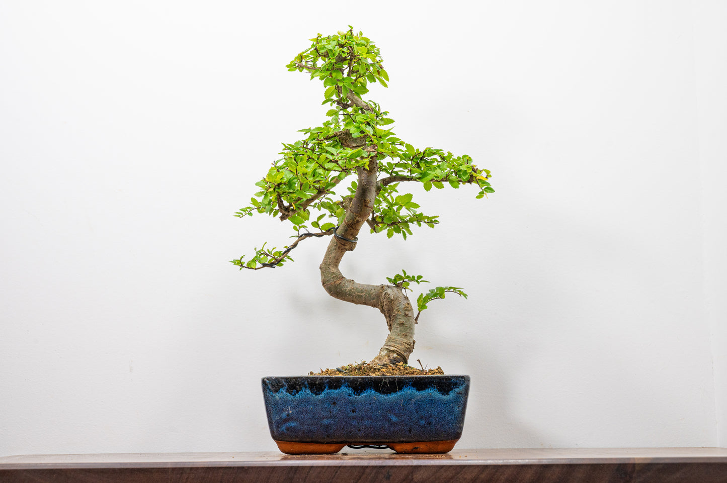 Chinese Elm Bonsai and Care Kit in 20cm Navy Ceramic Pot