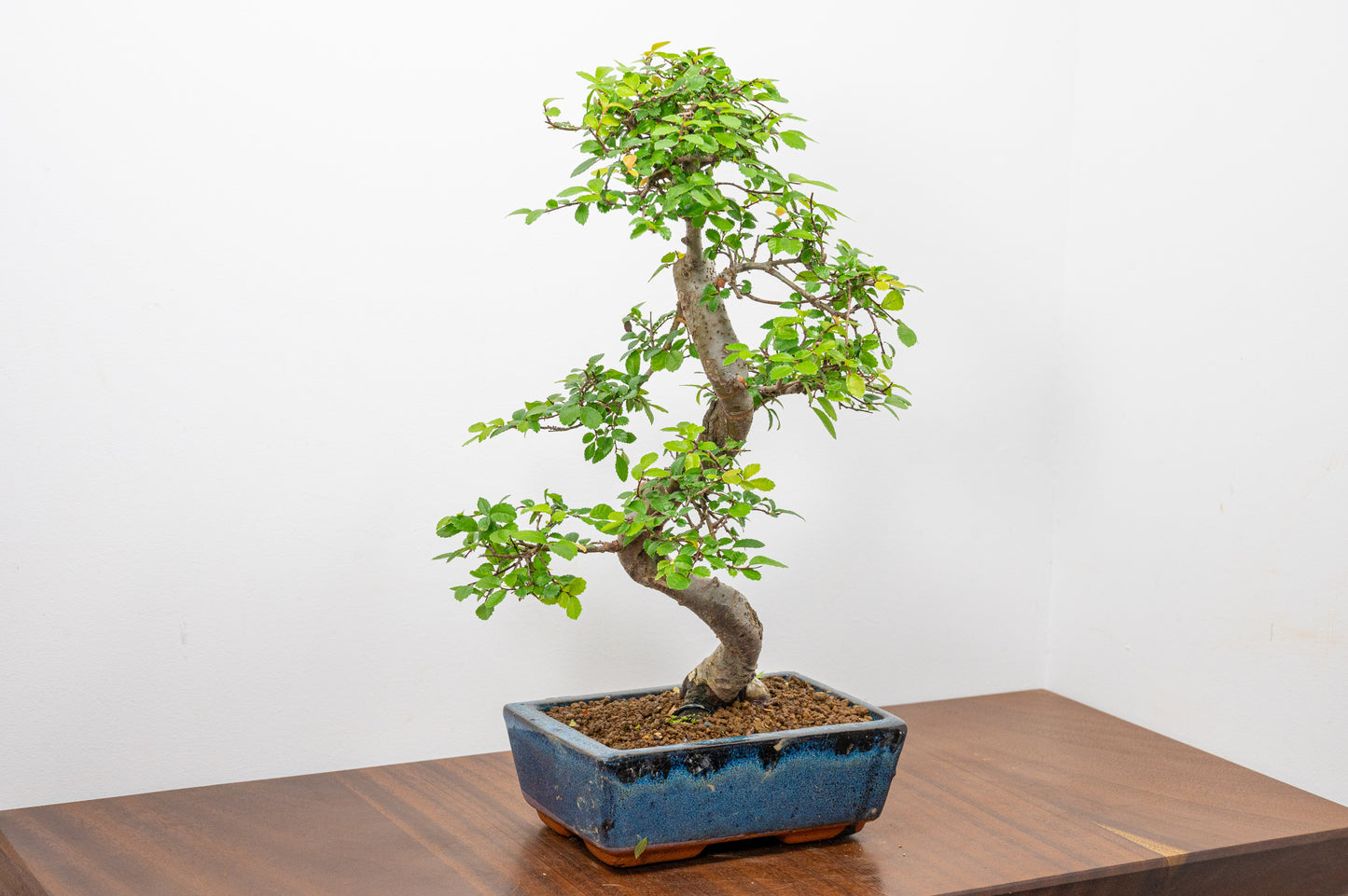 Chinese Elm Bonsai and Care Kit in 20cm Navy Ceramic Pot