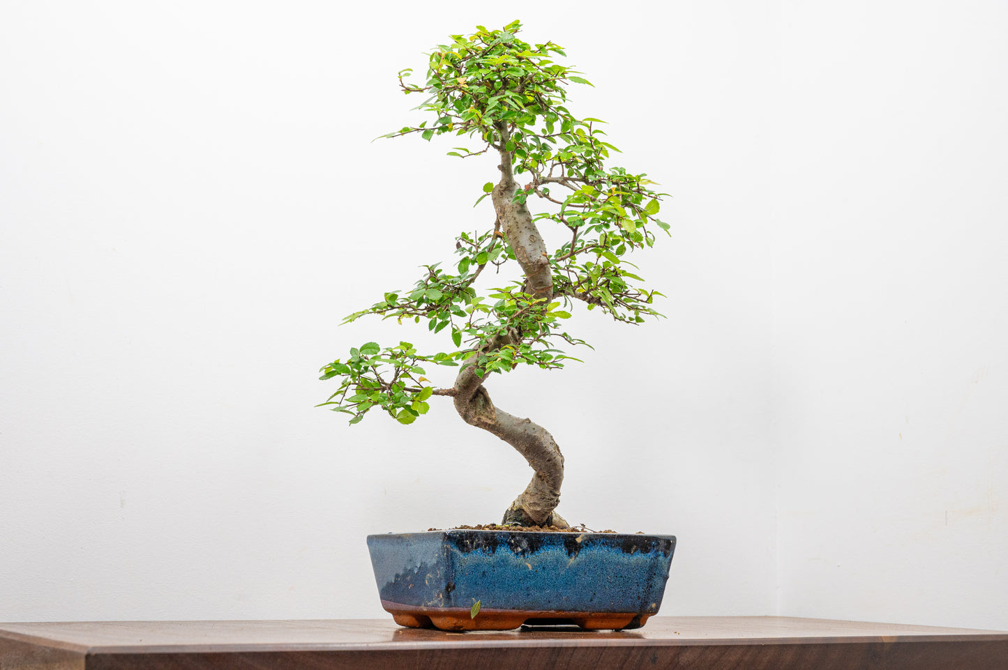 Chinese Elm Bonsai and Care Kit in 20cm Navy Ceramic Pot