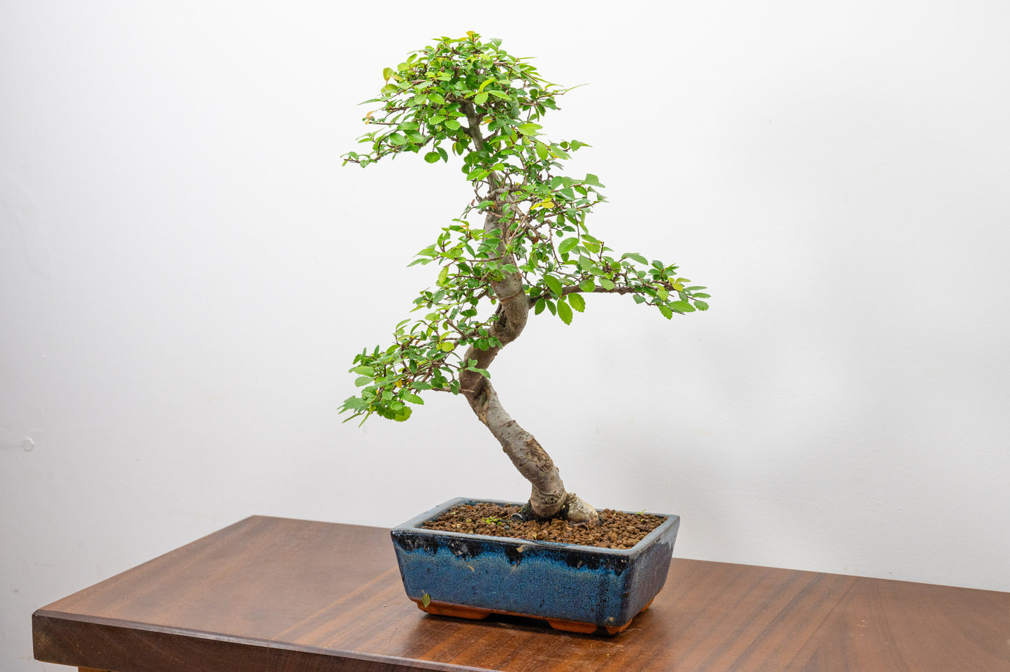 Chinese Elm Bonsai and Care Kit in 20cm Navy Ceramic Pot