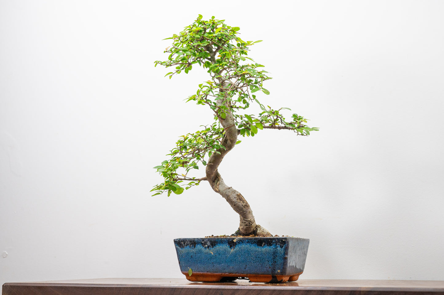 Chinese Elm Bonsai and Care Kit in 20cm Navy Ceramic Pot