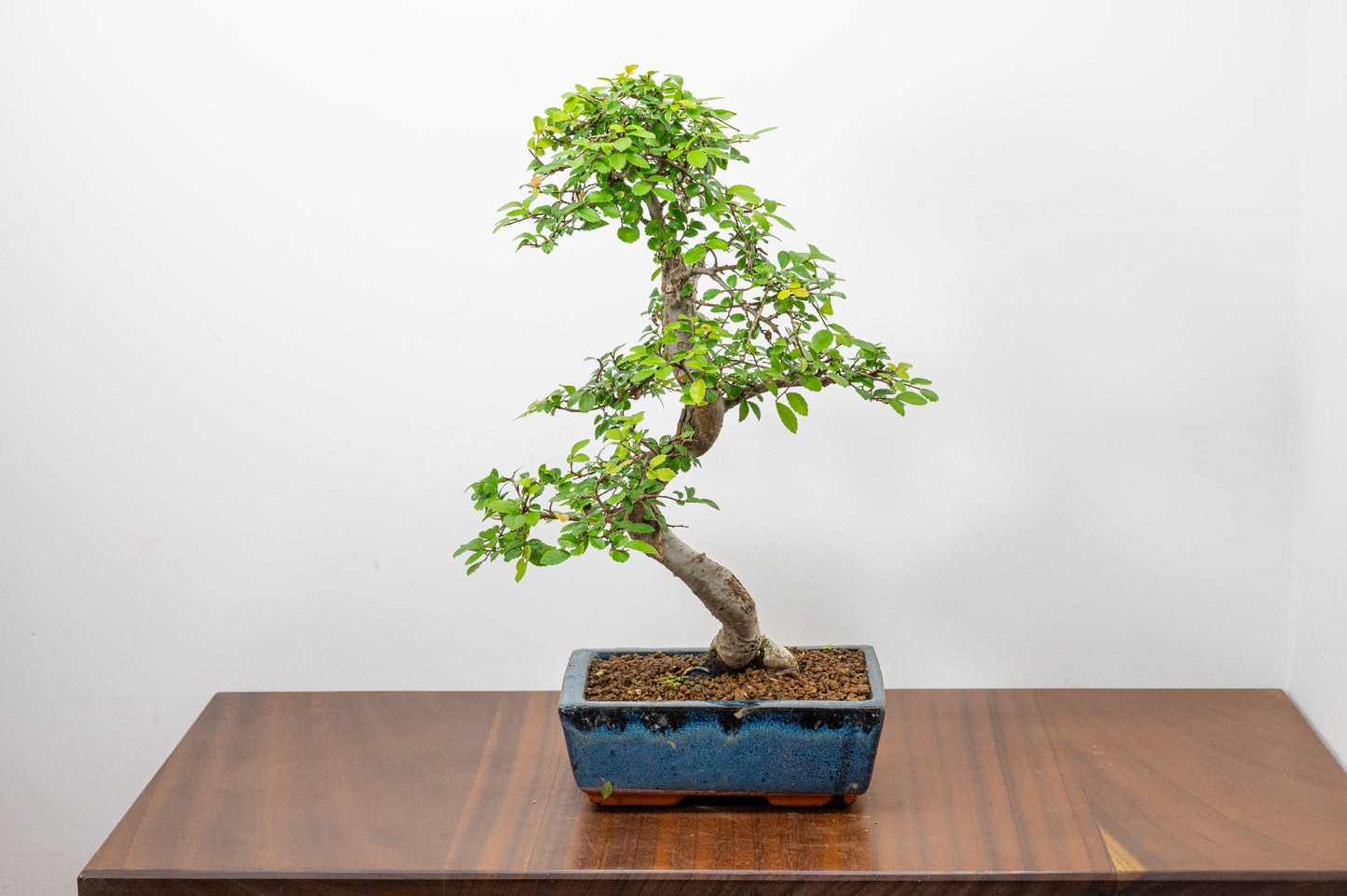 Chinese Elm Bonsai and Care Kit in 20cm Navy Ceramic Pot