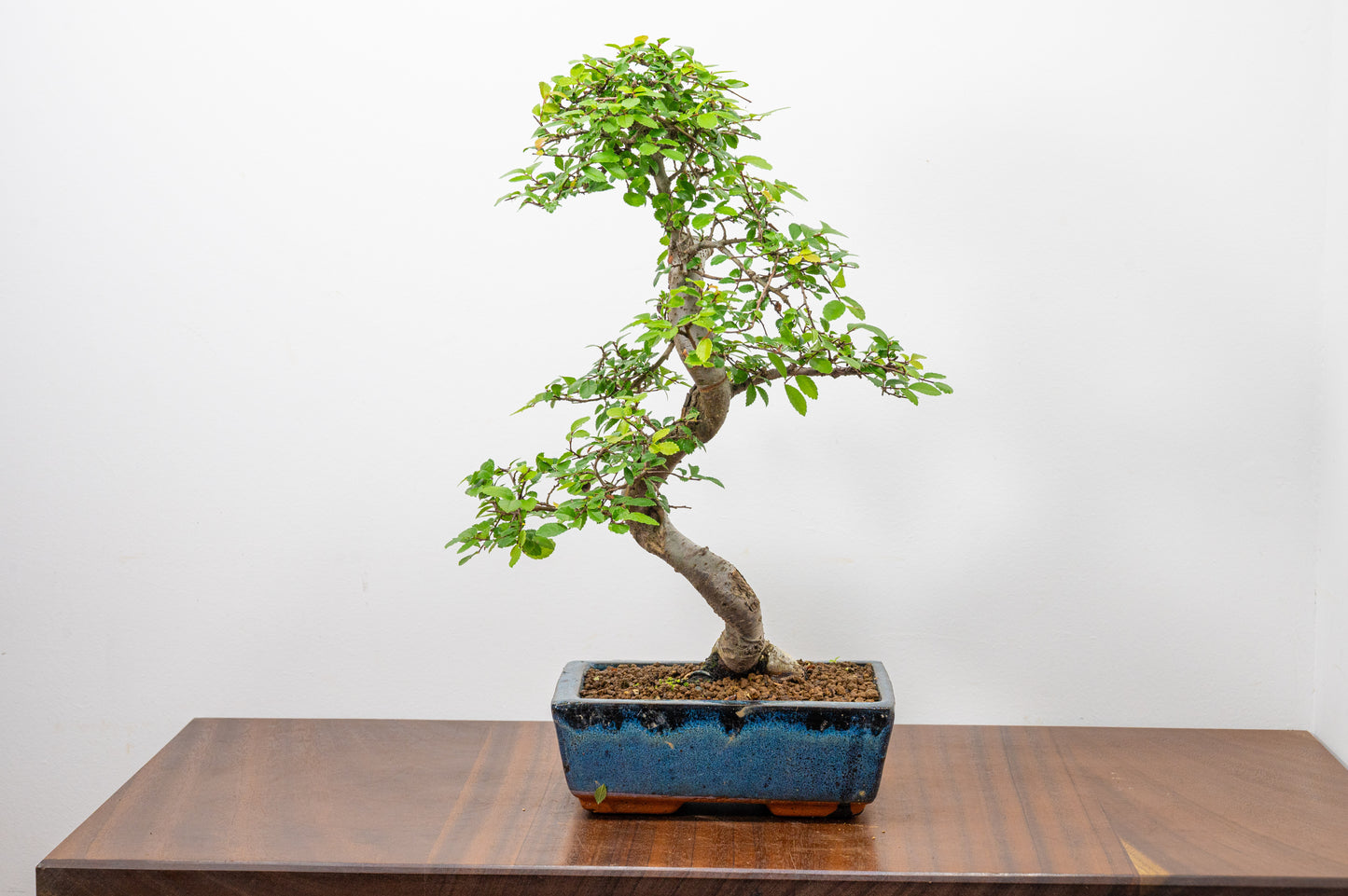Chinese Elm Bonsai and Care Kit in 20cm Navy Ceramic Pot