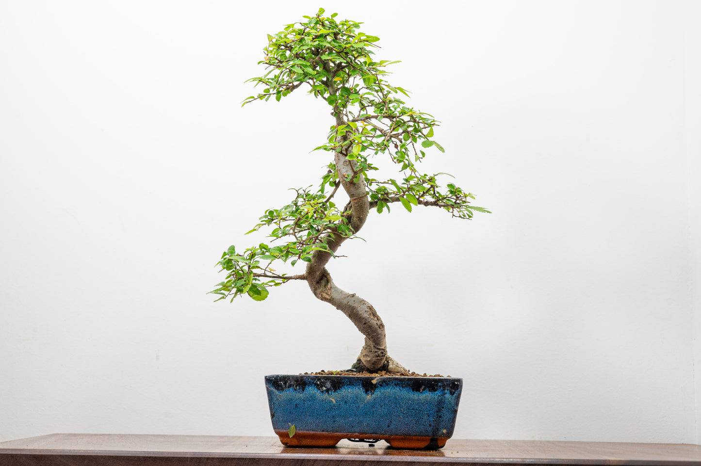 Chinese Elm Bonsai and Care Kit in 20cm Navy Ceramic Pot