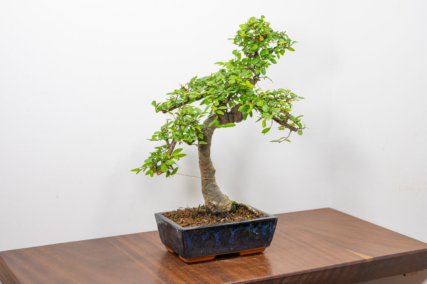 Chinese Elm Bonsai and Care Kit in 20cm Navy Ceramic Pot