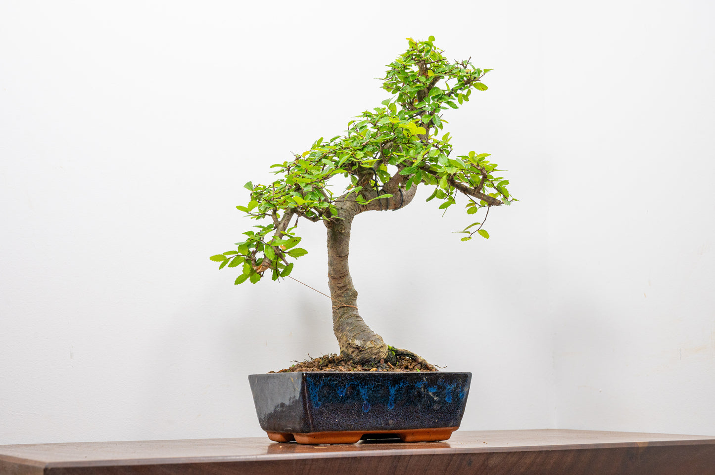 Chinese Elm Bonsai and Care Kit in 20cm Navy Ceramic Pot
