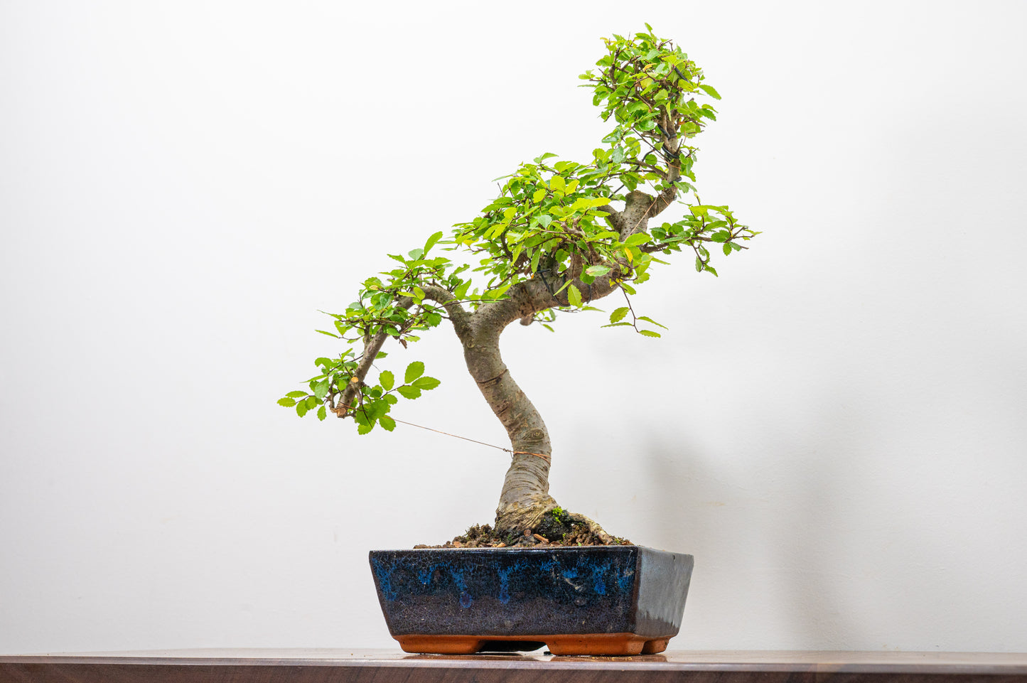 Chinese Elm Bonsai and Care Kit in 20cm Navy Ceramic Pot