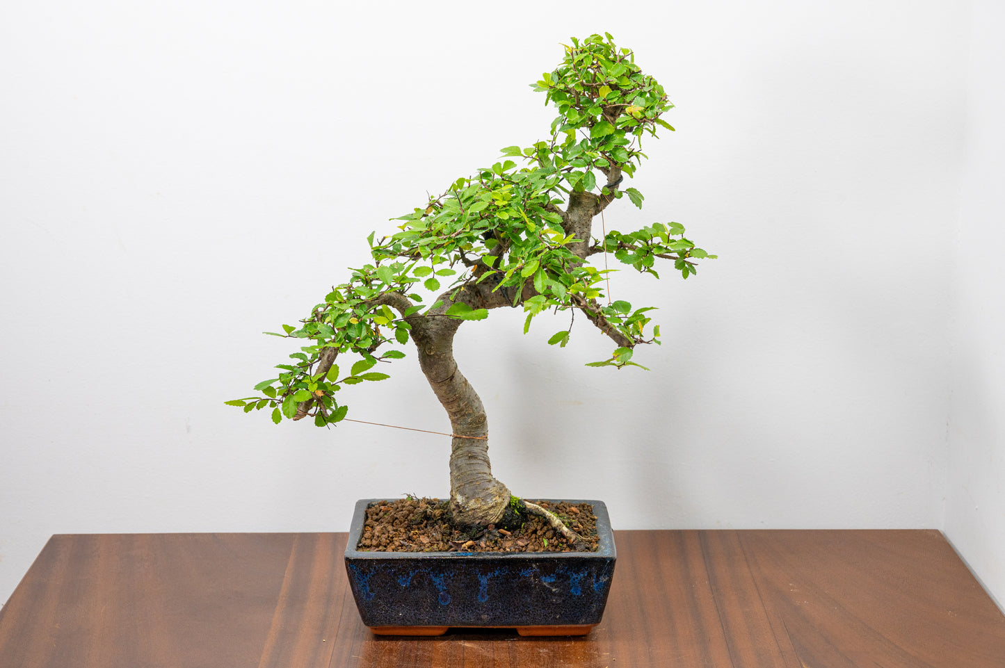 Chinese Elm Bonsai and Care Kit in 20cm Navy Ceramic Pot