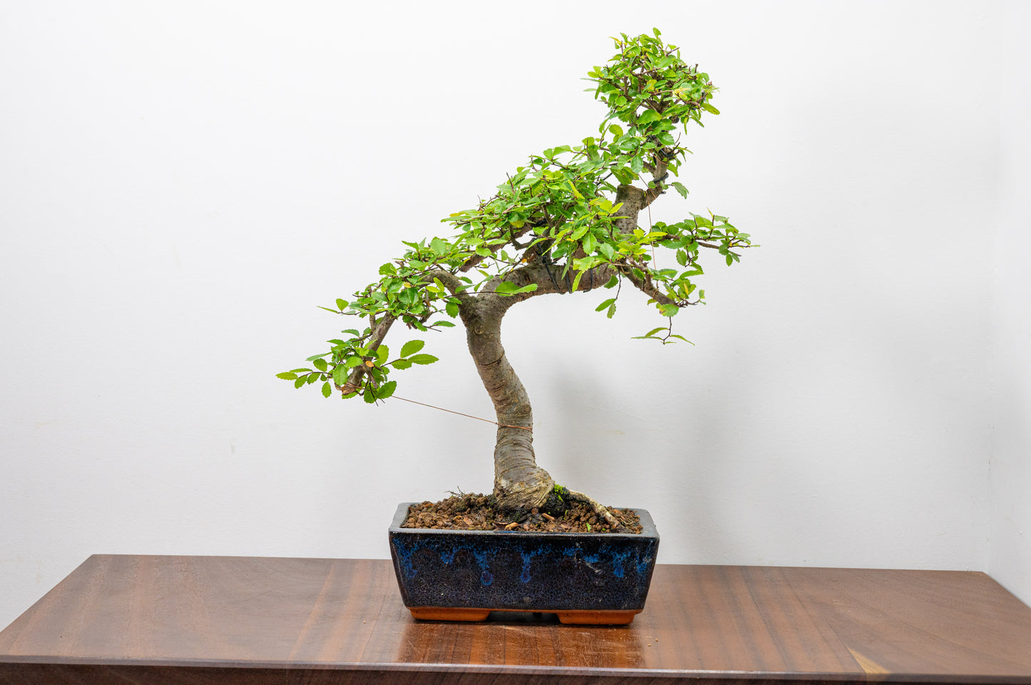 Chinese Elm Bonsai and Care Kit in 20cm Navy Ceramic Pot