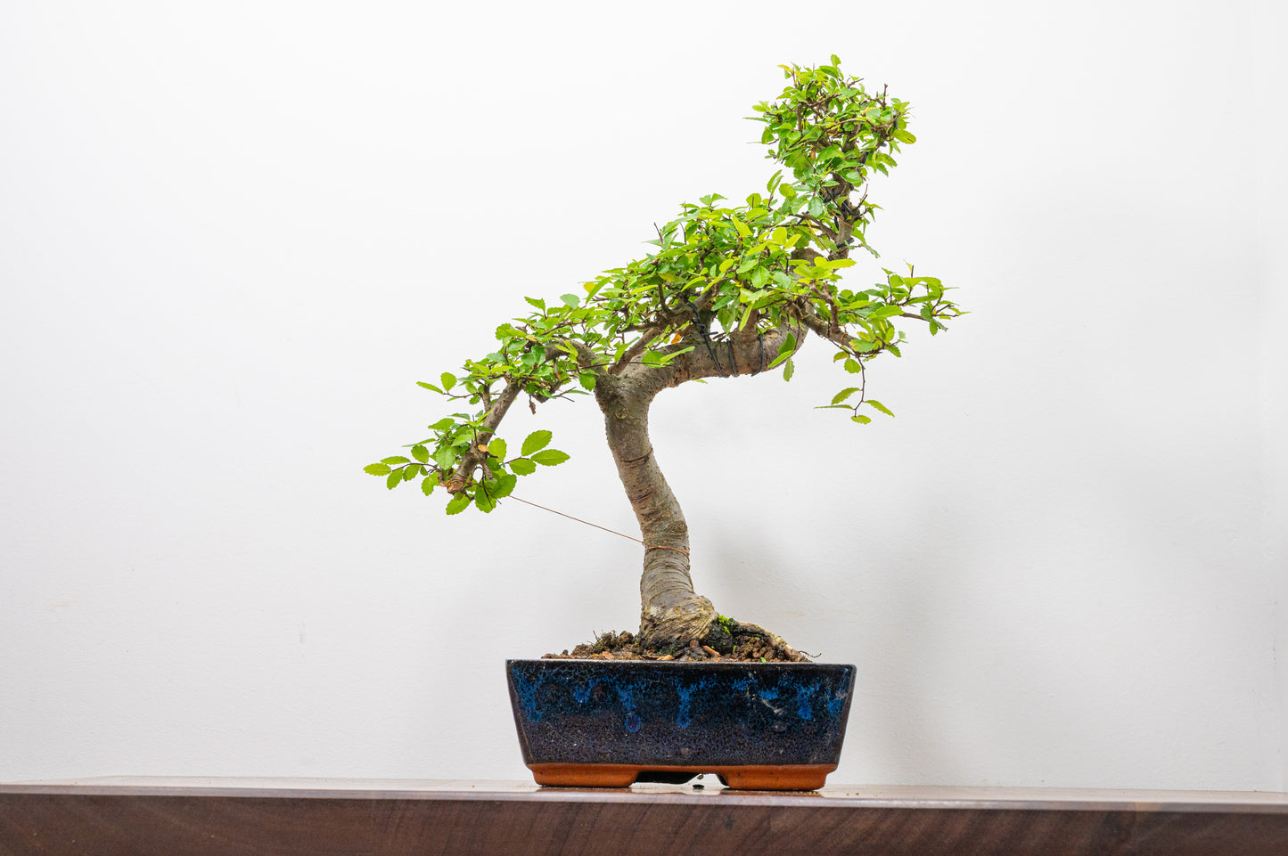 Chinese Elm Bonsai and Care Kit in 20cm Navy Ceramic Pot