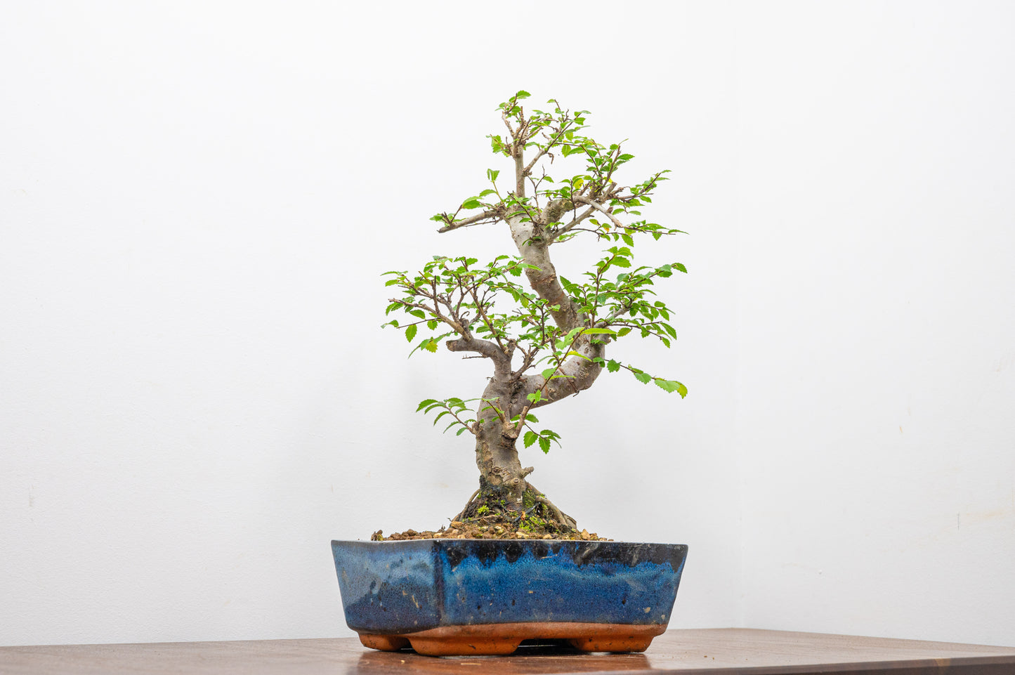 Chinese Elm Bonsai and Care Kit in 18cm Navy Ceramic Pot