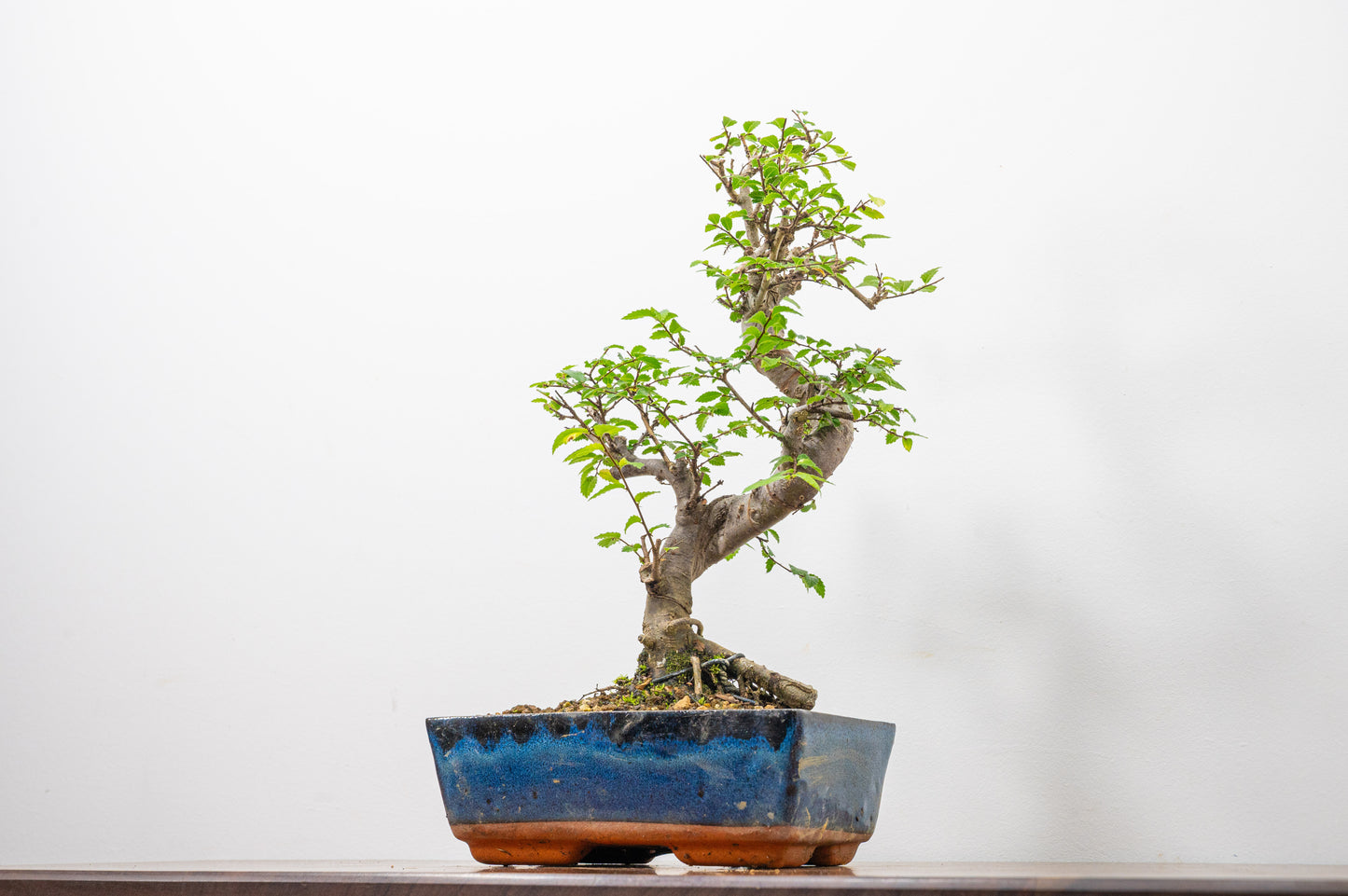 Chinese Elm Bonsai and Care Kit in 18cm Navy Ceramic Pot