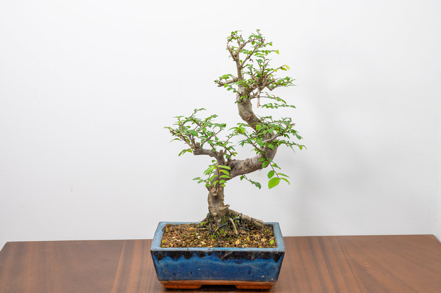 Chinese Elm Bonsai and Care Kit in 18cm Navy Ceramic Pot