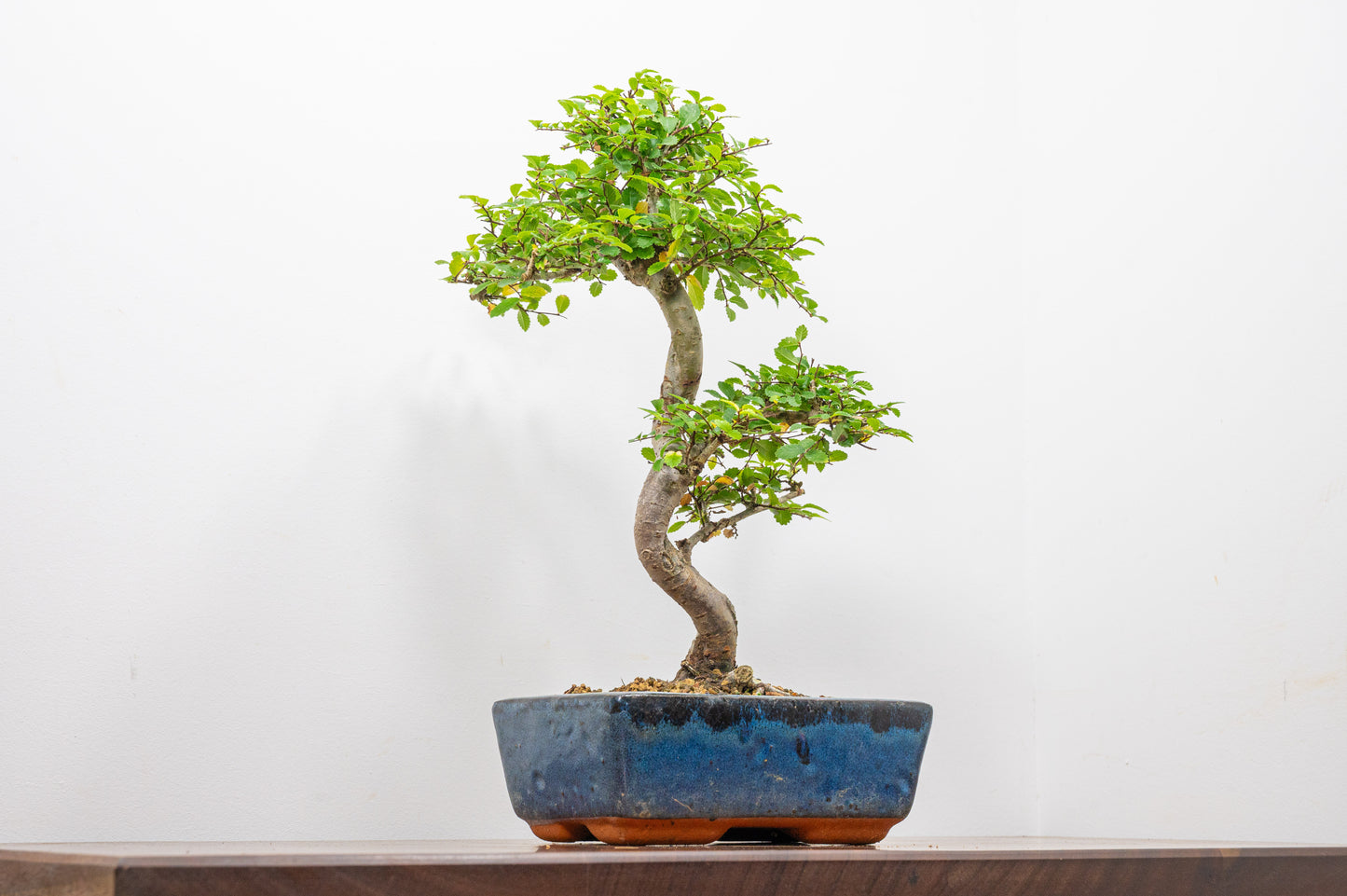 Chinese Elm Bonsai and Care Kit in 20cm Navy Ceramic Pot
