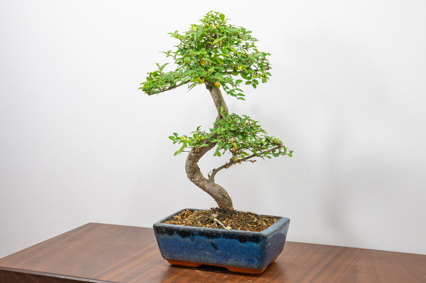 Chinese Elm Bonsai and Care Kit in 20cm Navy Ceramic Pot