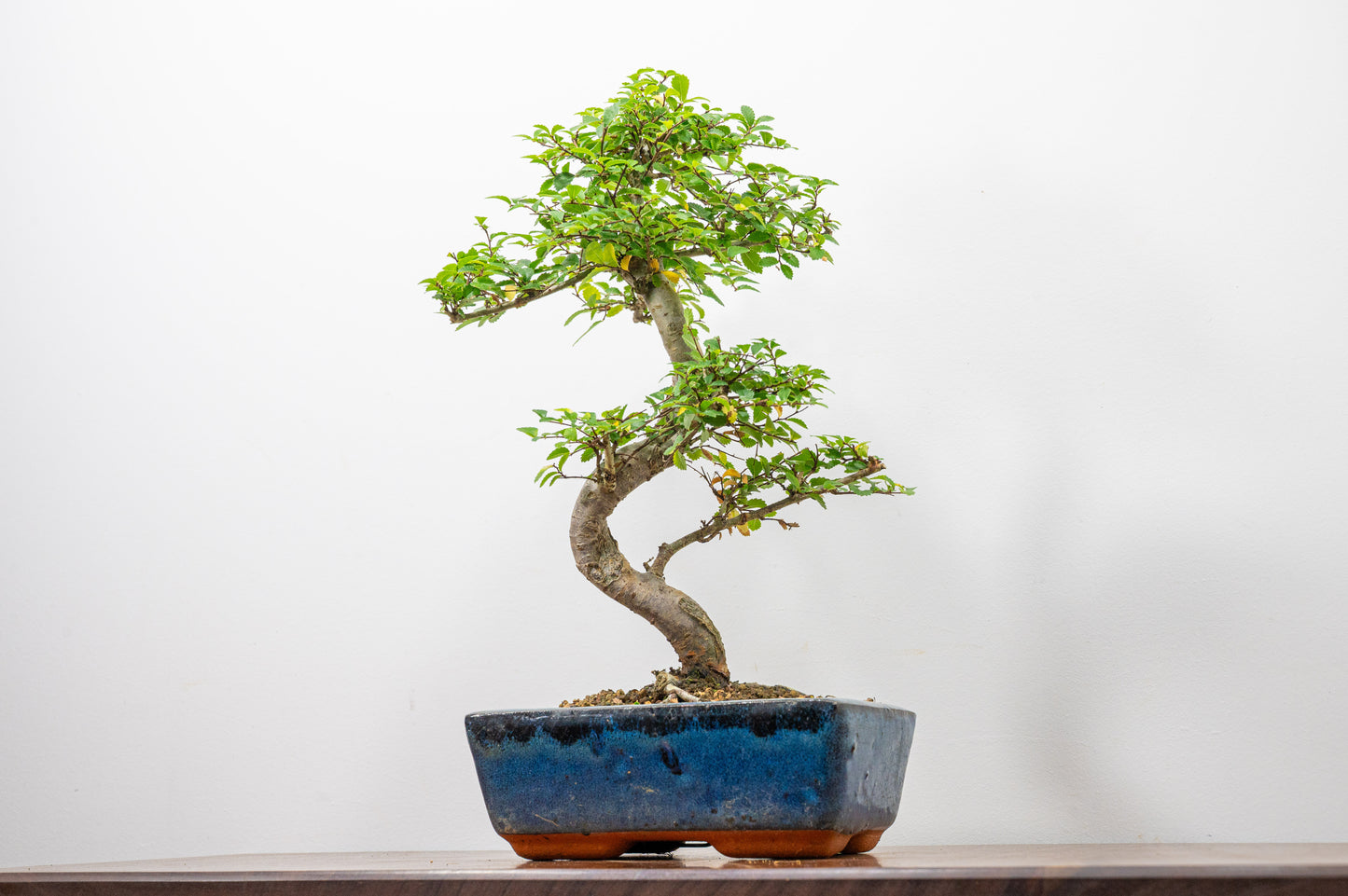 Chinese Elm Bonsai and Care Kit in 20cm Navy Ceramic Pot