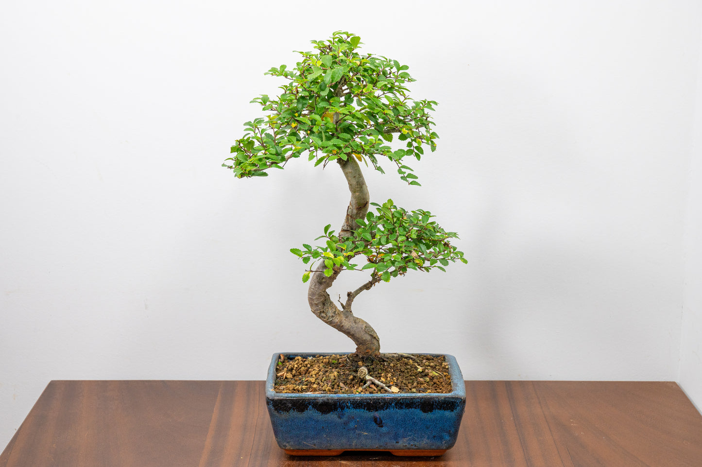 Chinese Elm Bonsai and Care Kit in 20cm Navy Ceramic Pot
