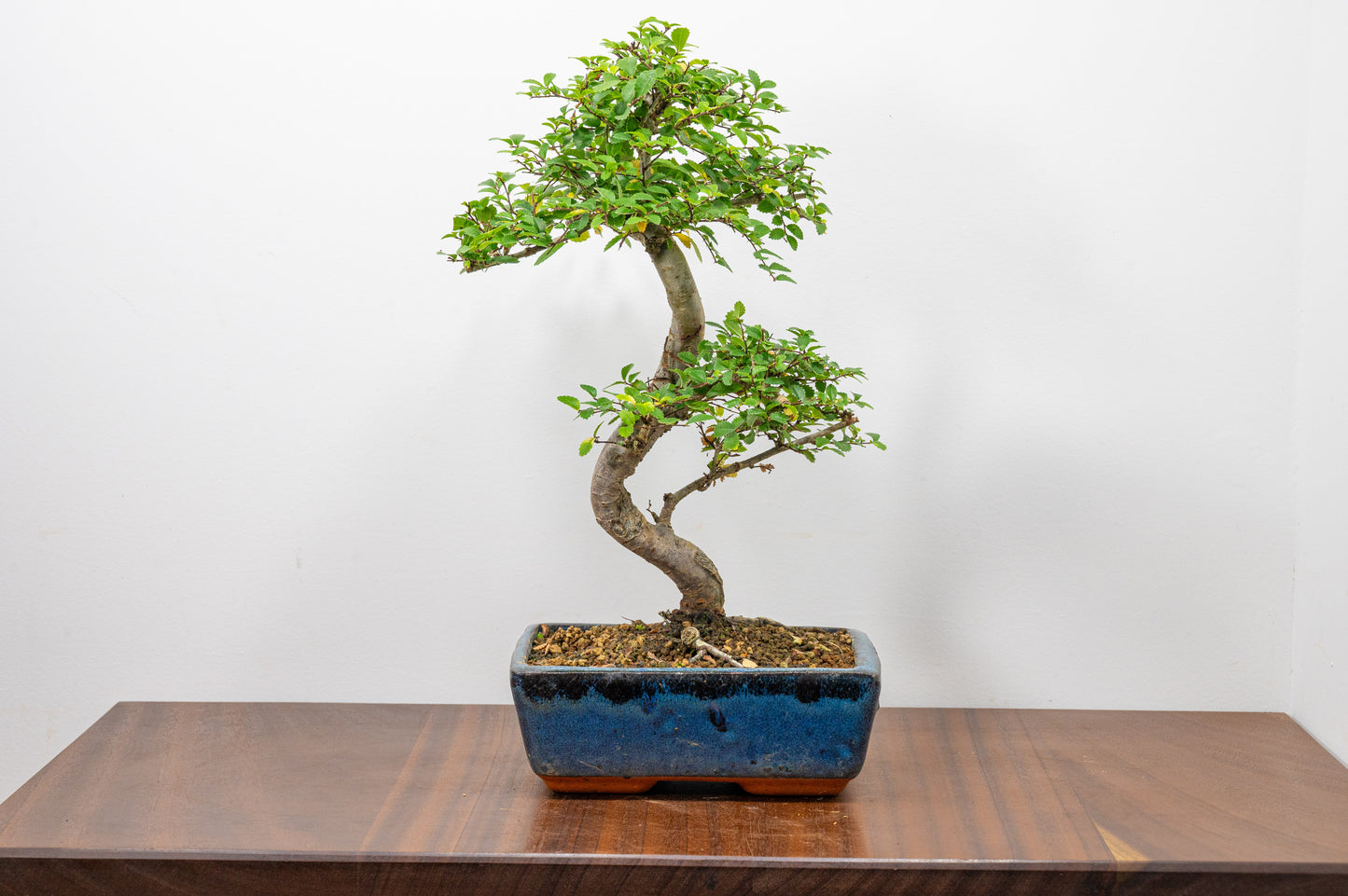 Chinese Elm Bonsai and Care Kit in 20cm Navy Ceramic Pot