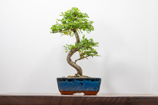 Chinese Elm Bonsai and Care Kit in 20cm Navy Ceramic Pot