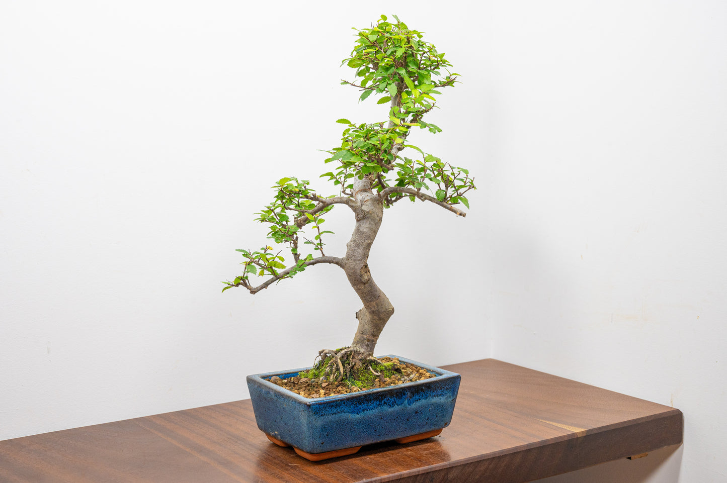 Chinese Elm Bonsai and Care Kit in 20cm Navy Ceramic Pot