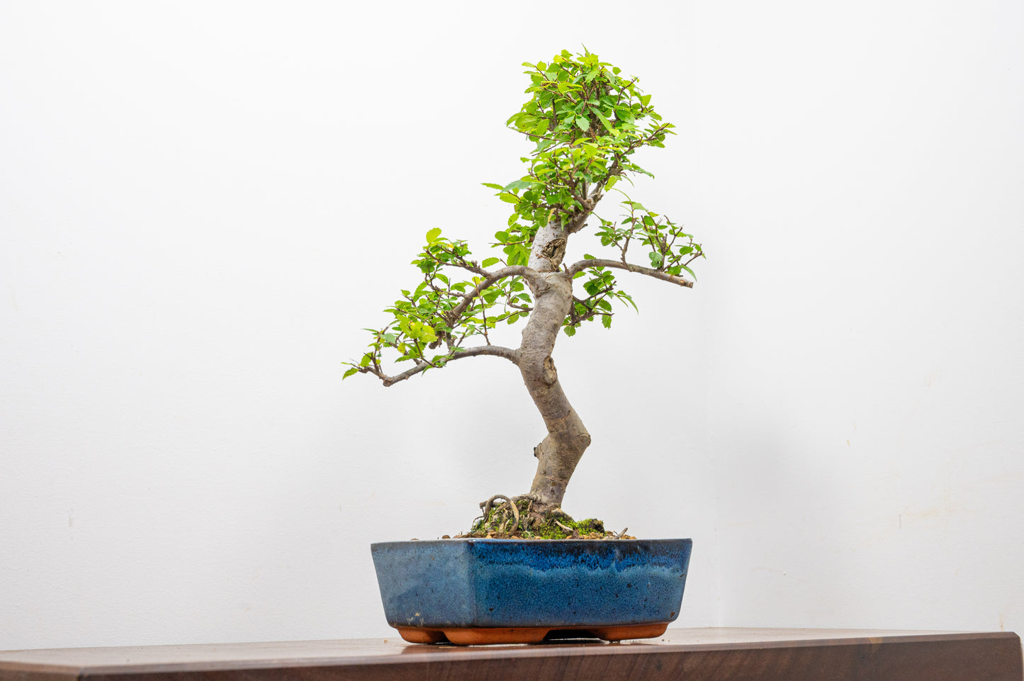 Chinese Elm Bonsai and Care Kit in 20cm Navy Ceramic Pot