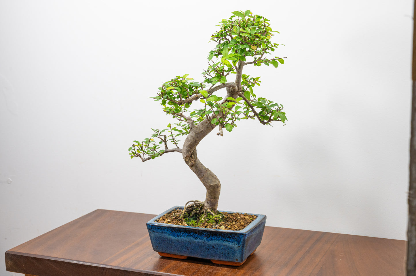 Chinese Elm Bonsai and Care Kit in 20cm Navy Ceramic Pot
