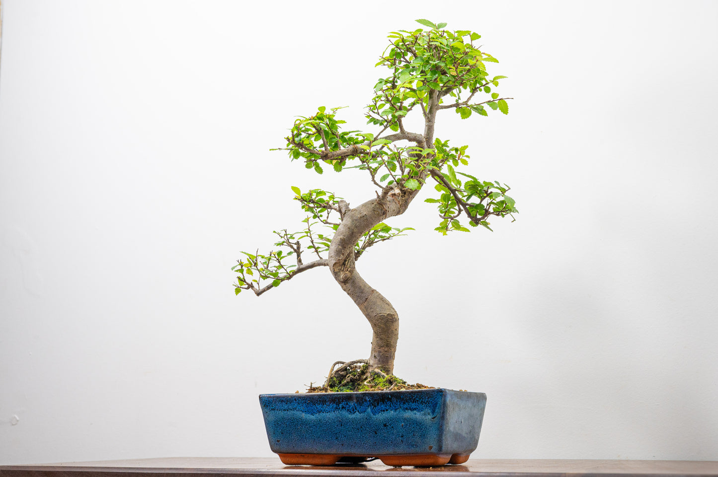 Chinese Elm Bonsai and Care Kit in 20cm Navy Ceramic Pot