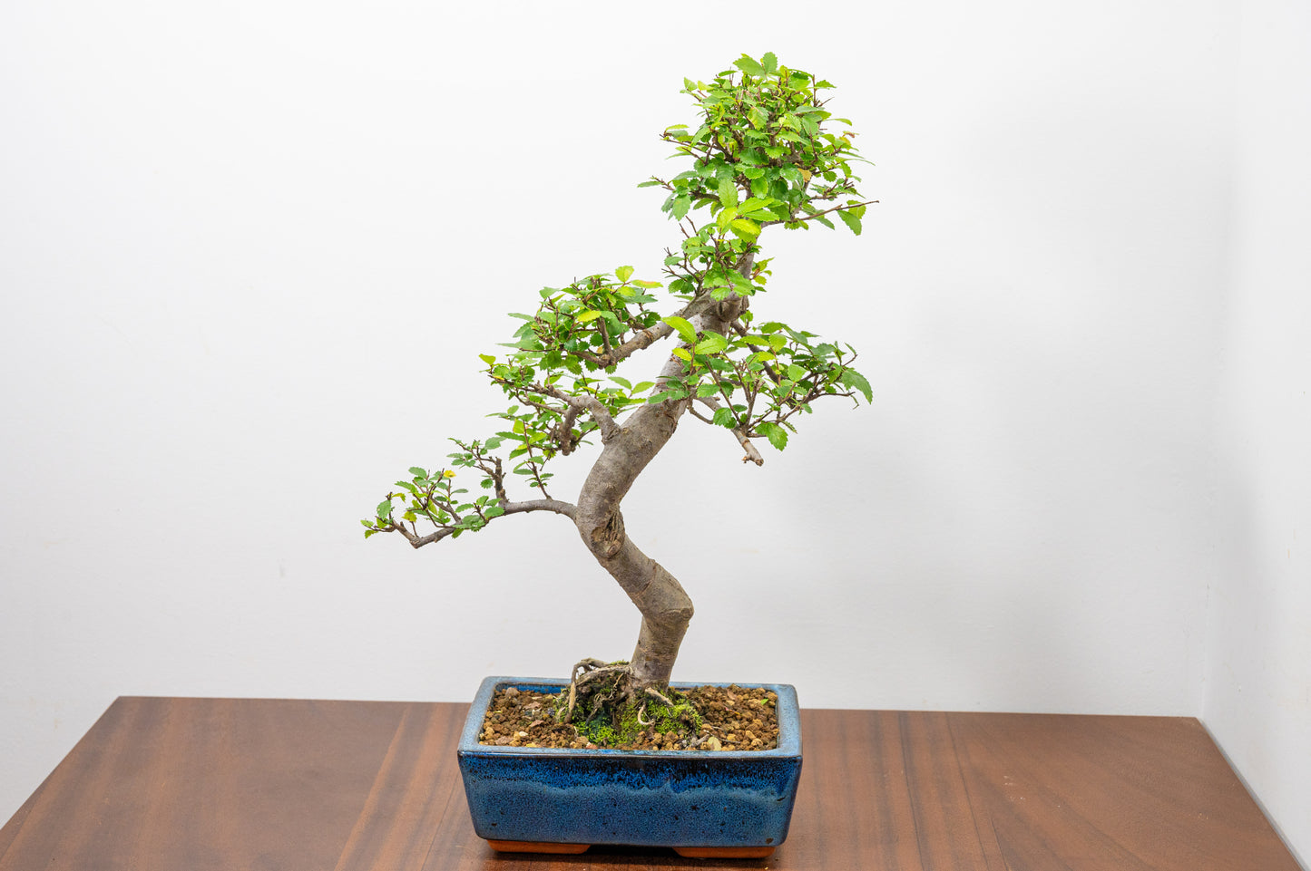Chinese Elm Bonsai and Care Kit in 20cm Navy Ceramic Pot