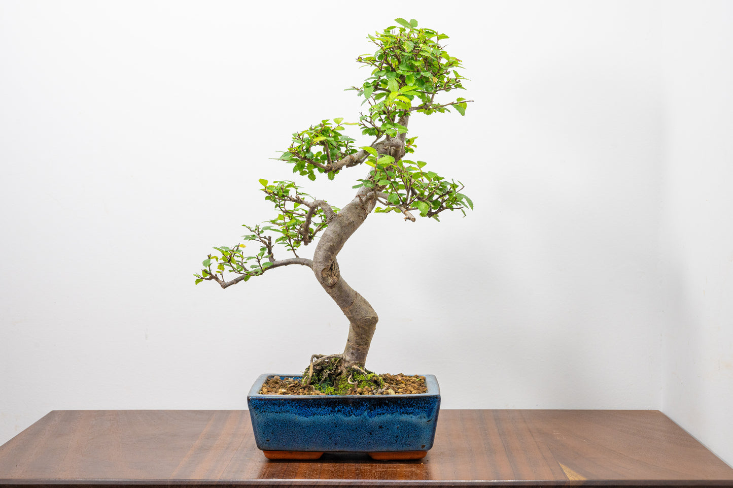 Chinese Elm Bonsai and Care Kit in 20cm Navy Ceramic Pot
