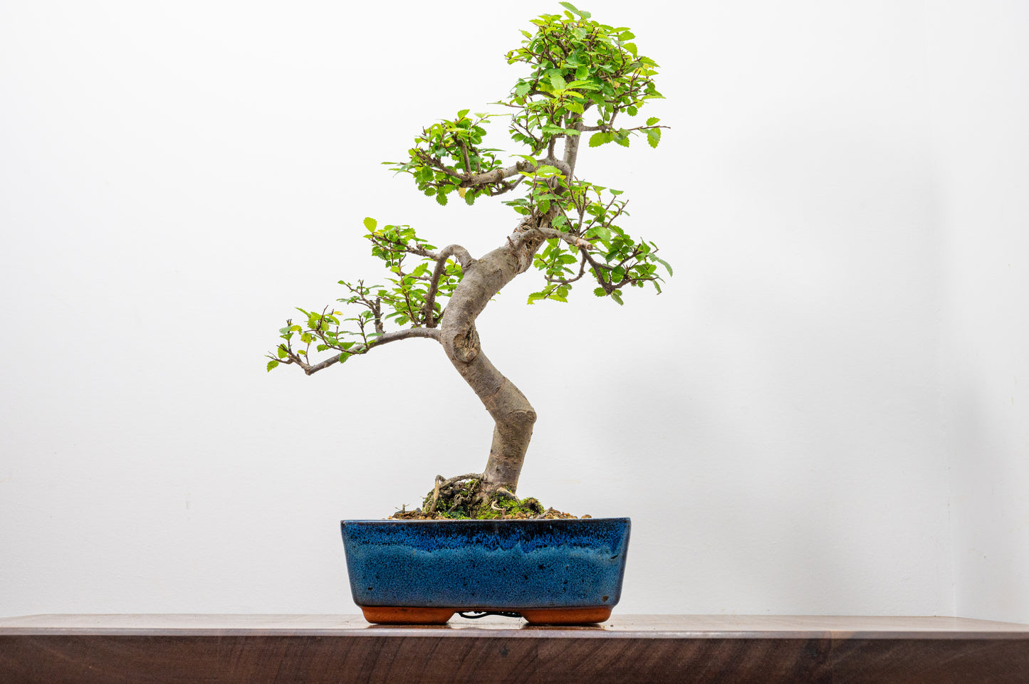 Chinese Elm Bonsai and Care Kit in 20cm Navy Ceramic Pot