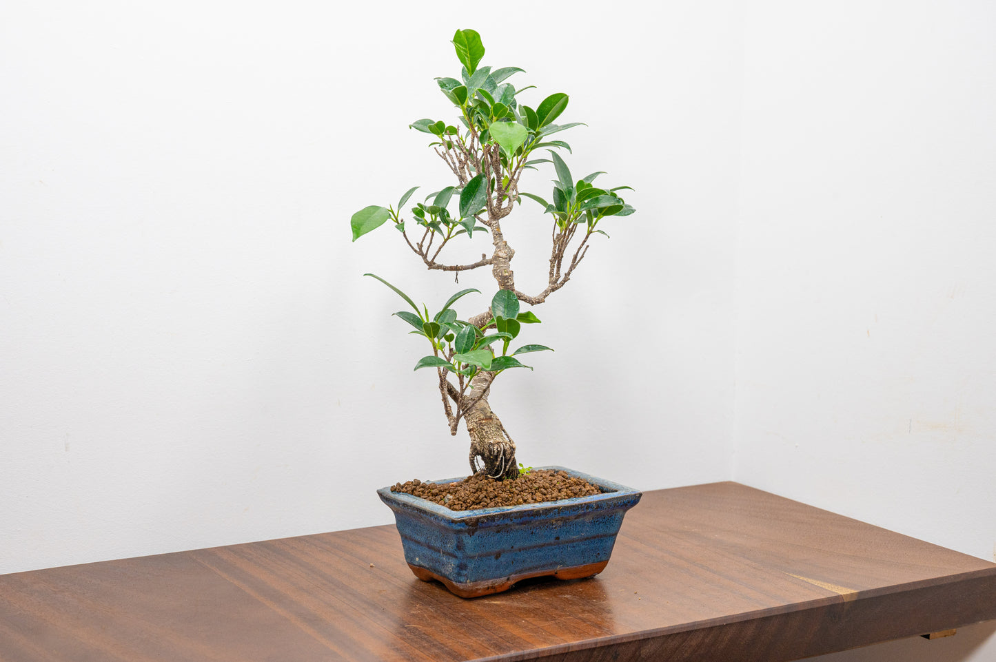 Banyan Fig Bonsai S Trunk - 15cm Blue Ceramic Pot + Care Kit