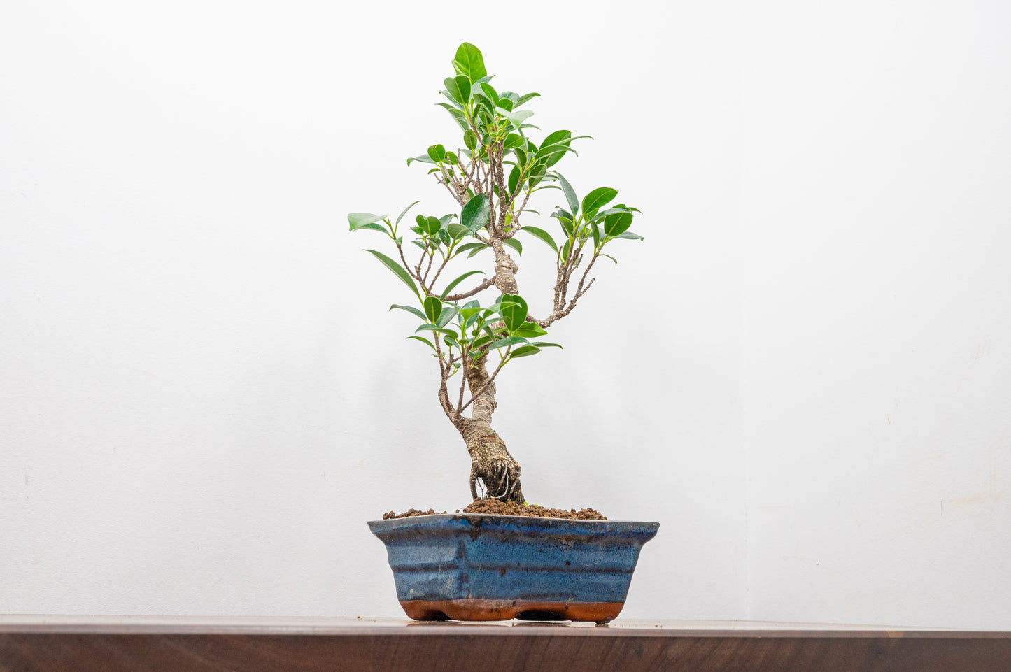 Banyan Fig Bonsai S Trunk - 15cm Blue Ceramic Pot + Care Kit