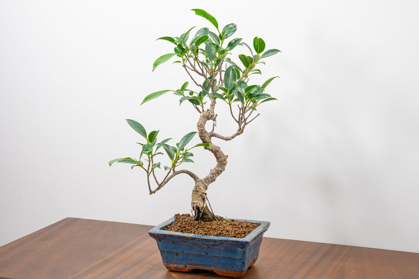 Banyan Fig Bonsai S Trunk - 15cm Blue Ceramic Pot + Care Kit
