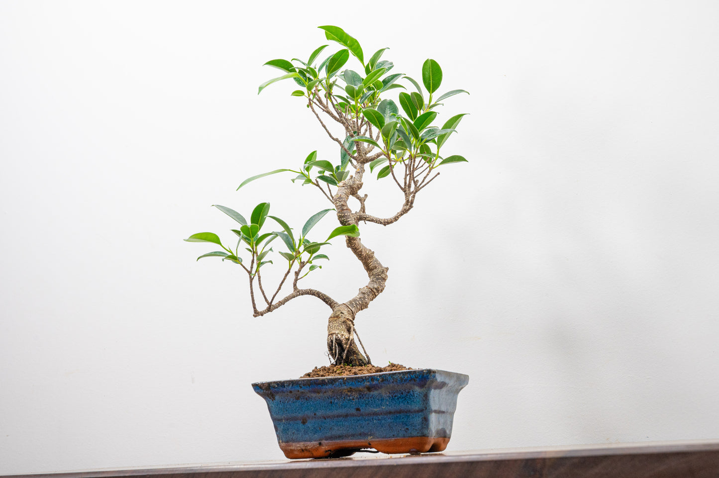 Banyan Fig Bonsai S Trunk - 15cm Blue Ceramic Pot + Care Kit