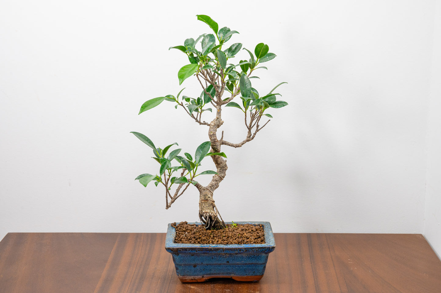Banyan Fig Bonsai S Trunk - 15cm Blue Ceramic Pot + Care Kit
