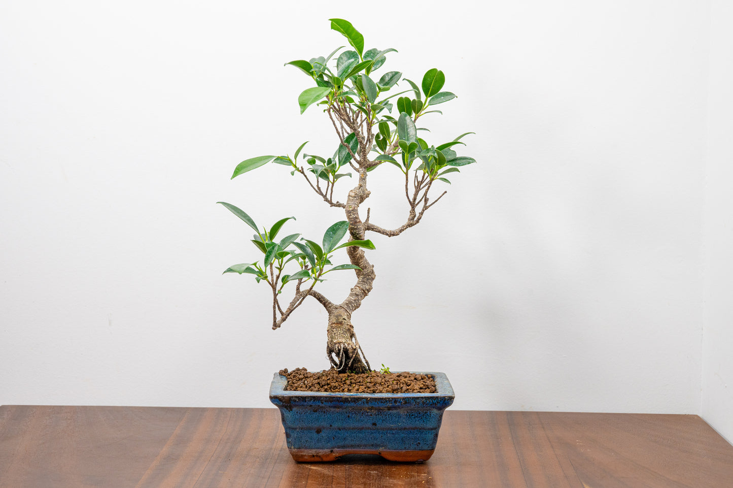 Banyan Fig Bonsai S Trunk - 15cm Blue Ceramic Pot + Care Kit