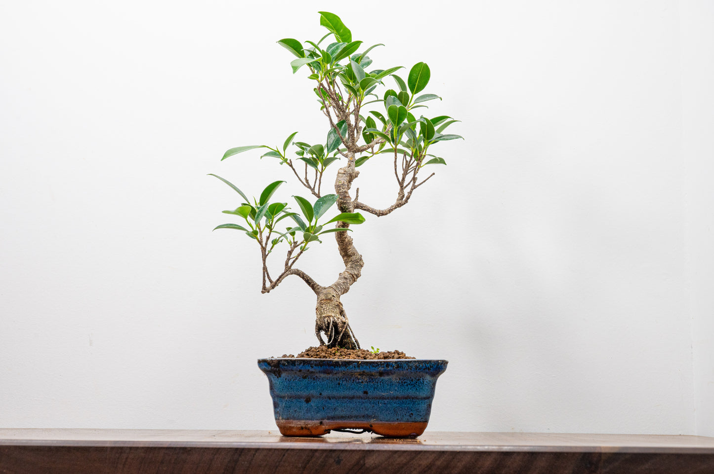 Banyan Fig Bonsai S Trunk - 15cm Blue Ceramic Pot + Care Kit