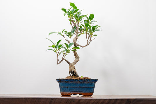 Banyan Fig Bonsai  S Trunk - 15cm Blue Ceramic Pot + Care Kit