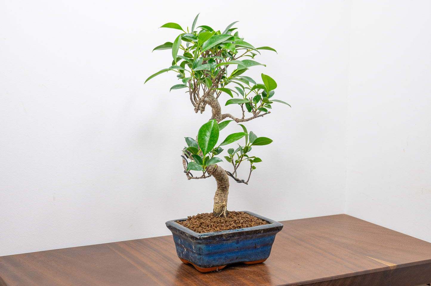 Banyan Fig Bonsai S Trunk - 15cm Blue Ceramic Pot + Care Kit